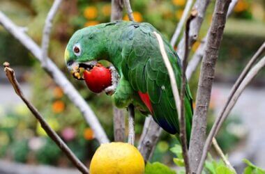 do parrots have taste receptors?