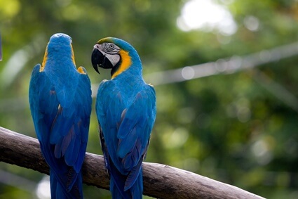 do parrots talk to each other?