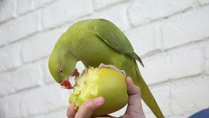 do parrots taste what they eat?