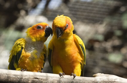 how do parrots communicate with other parrots?