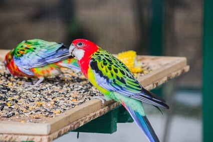 where are parrots taste buds located?