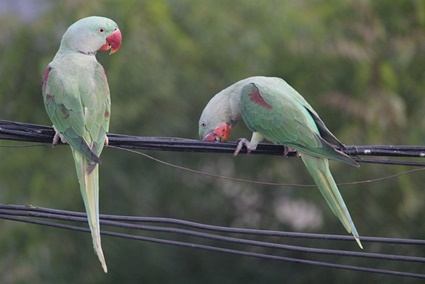 bluffing stage in indian ringnecks
