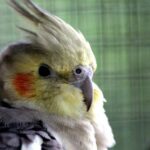 cockatiel crest language
