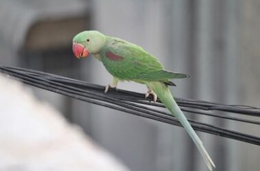 do indian ringneck bites hurt?