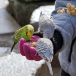 do parakeets forget their owners?