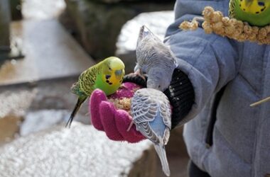 do parakeets forget their owners?