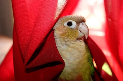 does a conure bite hurt?