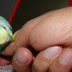 how bad do parakeet bites hurt?