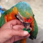 how long can a parrot go without water?