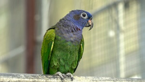 pionus parrots average price