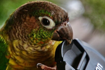 what to do if a conure bites you