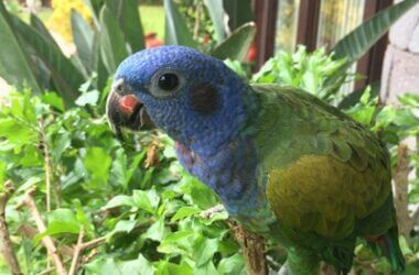 why are parrots beaks curved?