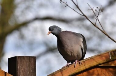 Are parrots more intelligent than pigeons?