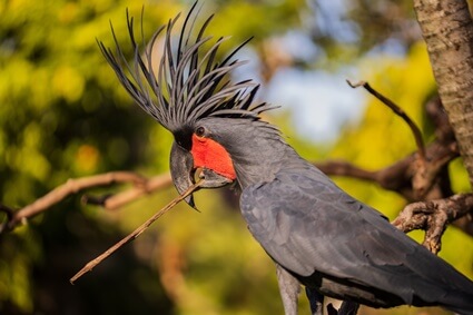 Black palm Cockatoo