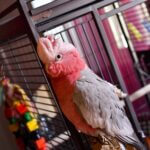 What is the most famous talking parrot?