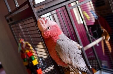 What is the most famous talking parrot?