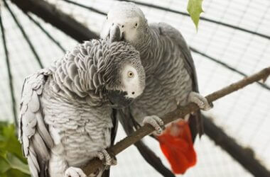 african grey pulling feathers out