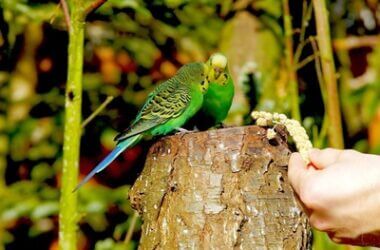 how do I get my parakeet to eat?