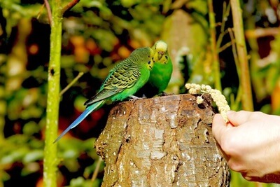 how do I get my parakeet to eat?