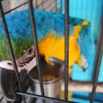 how do I stop my parrot from biting everything?