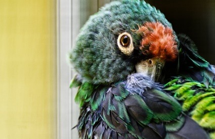 how to stop feather plucking in parrots