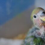 what to do if a baby parrot bites you