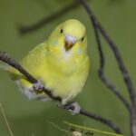 Are Budgies Loud?