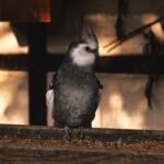 Are Cockatiels Afraid of The Dark?
