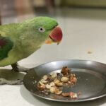 Can Indian ringnecks speak?