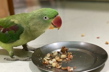 Can Indian ringnecks speak?