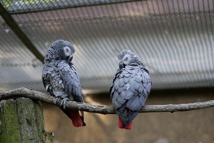 Can parrots learn to talk at any age?
