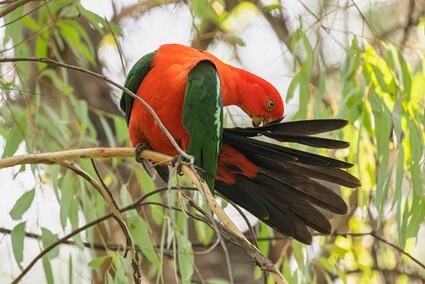 How Do Parrots Use Their Beaks?