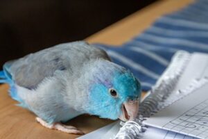 Parrotlet Beak Health — A Care Guide for Beginners! - Parrotlet Beak Maintenance And Socialization