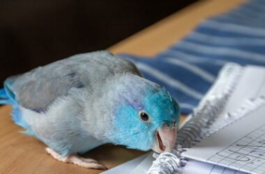 Parrotlet beak problems