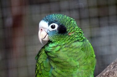 can I teach an old parrot to talk?