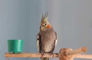 can cockatiels talk?