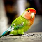can you get parrots fixed?