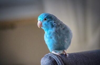 do parrots hate or like colors?