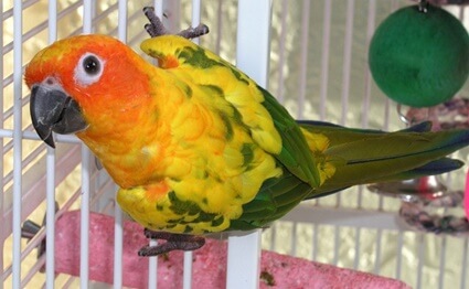 fun things to do with parrots at home