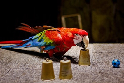 games to play with parrots
