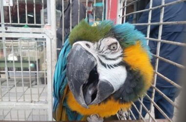 how can parrots speak like humans?