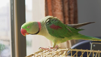 how long does it take for an indian ringneck to talk?