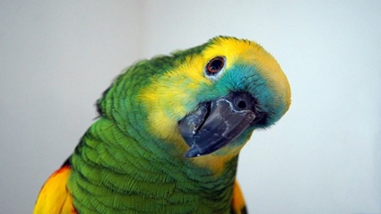 parrot beak uses