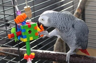 what do parrots like to do for fun?
