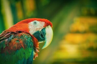 what do parrots use their beaks for?
