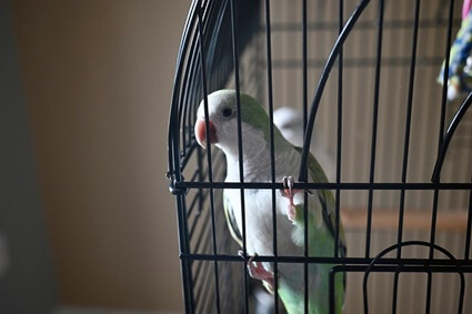 what time to parrots wake up?
