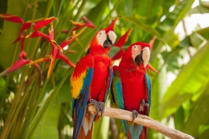 are male macaws bigger than females?