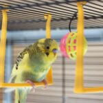 are swings good for parrots?