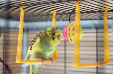 are swings good for parrots?