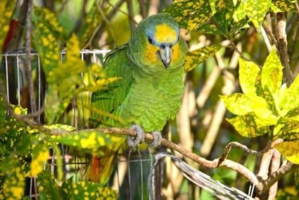 are wild parrots friendly?